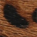Cuir de cheveux de Brahma leopard